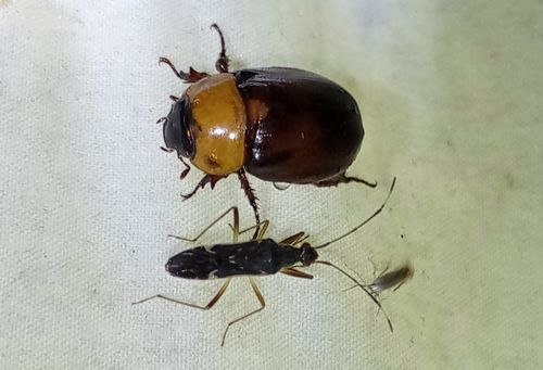 Cyclocephala undata