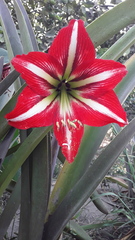 Hippeastrum vittatum
