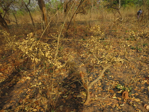 Gardenia ternifolia image