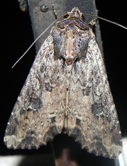 Apamea apamiformis