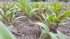 Beta vulgaris vulgaris