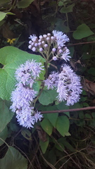 Aristeguietia lamiifolia