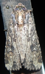 Apamea apamiformis