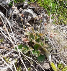 Geum cockaynei