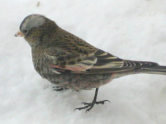 Leucosticte atrata