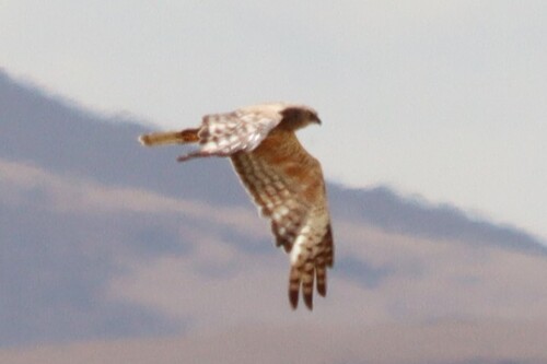 iNaturalist: (c) Philip Hoekstra, some rights reserved (CC BY-NC), uploaded by Philip Hoekstra iNaturalist image