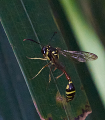 Eustenogaster micans