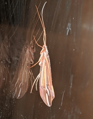 Psychoglypha bella