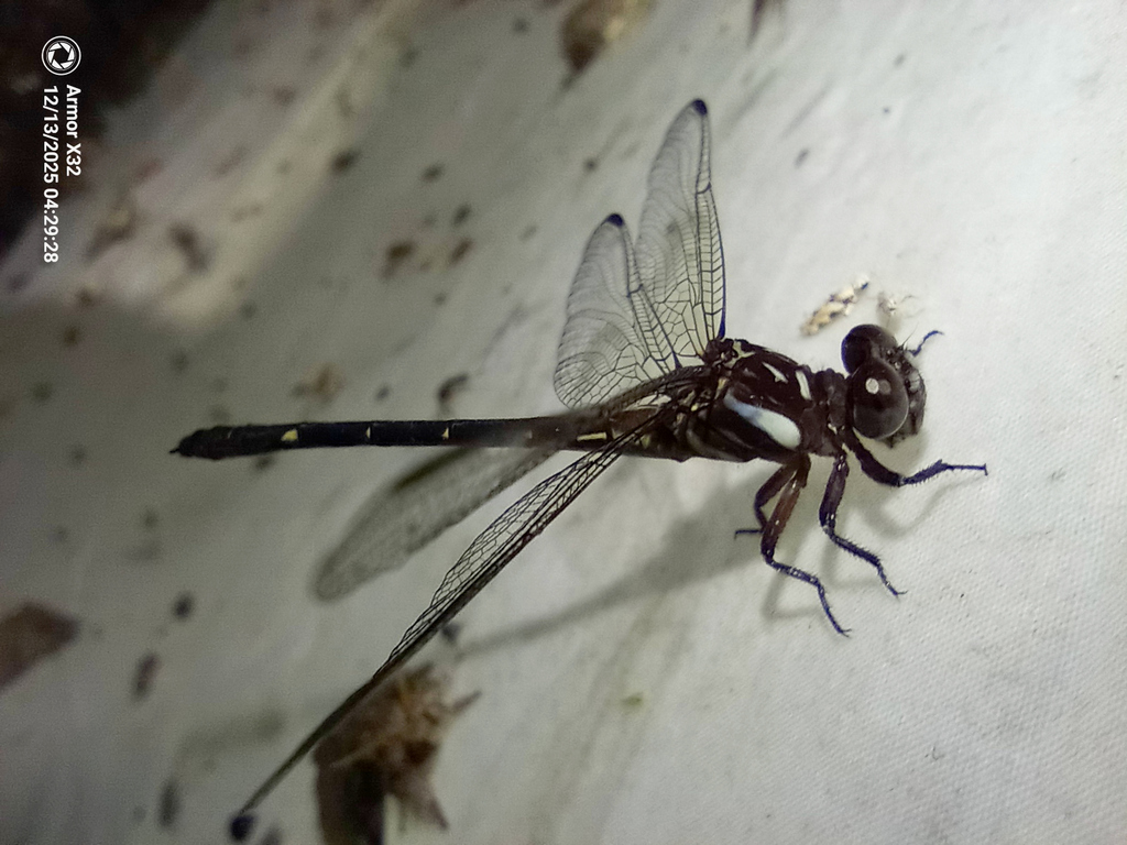 Progomphus approximatus