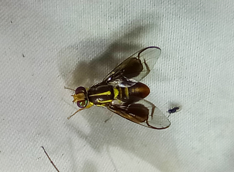 Anastrepha pulchra