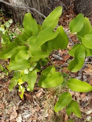 Smilax australis