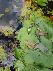 Nymphoides indica