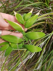 Geitonoplesium cymosum