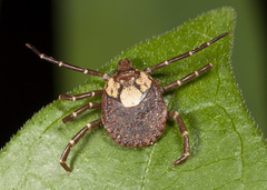 Amblyomma cajennense