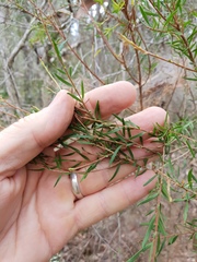 Melaleuca decora