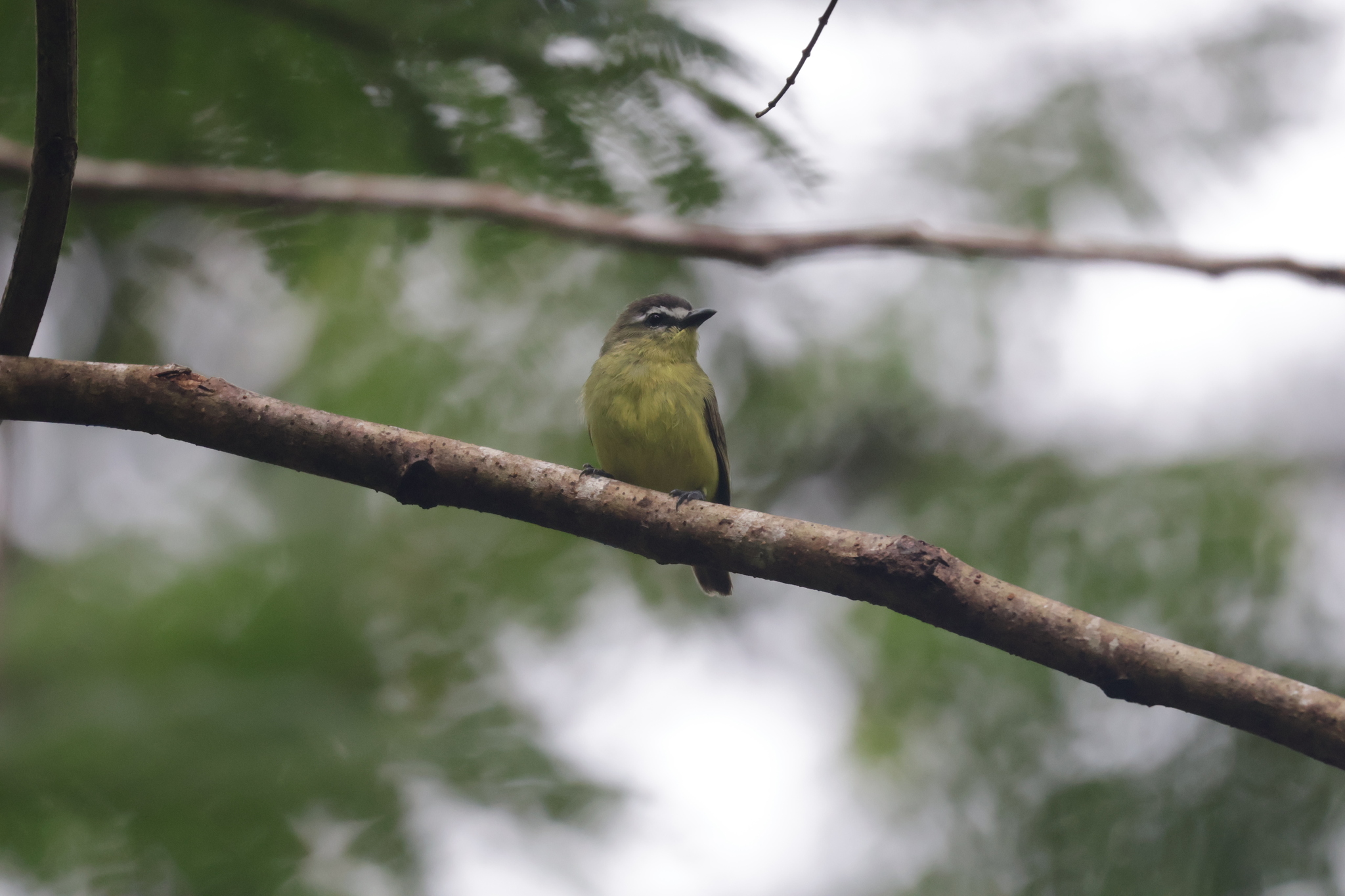 Brown-capped Tyrannulet (Ornithion brunneicapillus), photo 10