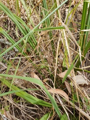 Dianella brevipedunculata