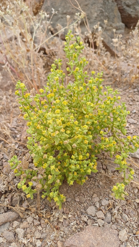 Tetragonia copiapina