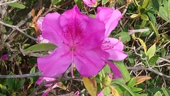 Rhododendron pulchrum phoeniceum
