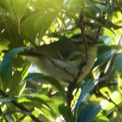Phylloscopus ogilviegranti