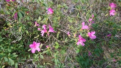 Rhododendron pulchrum phoeniceum