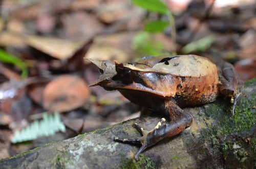 Megophrys nasuta
