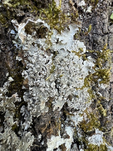 Krausblättrige Punktflechte