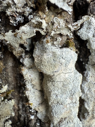 Weiße Blatternflechte