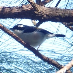 Pteruthius aeralatus annamensis