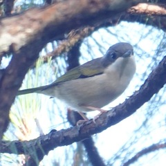 Pteruthius aeralatus annamensis
