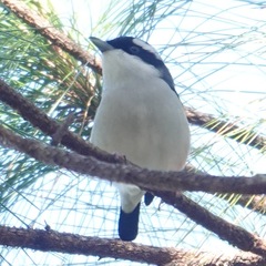 Pteruthius aeralatus annamensis