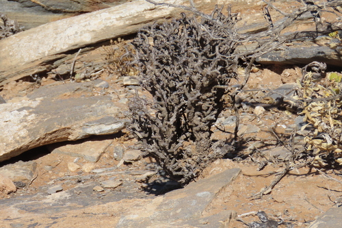 Tylecodon buchholzianus
