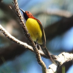 Aethopyga gouldiae