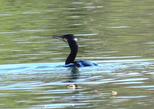 Kormoran
