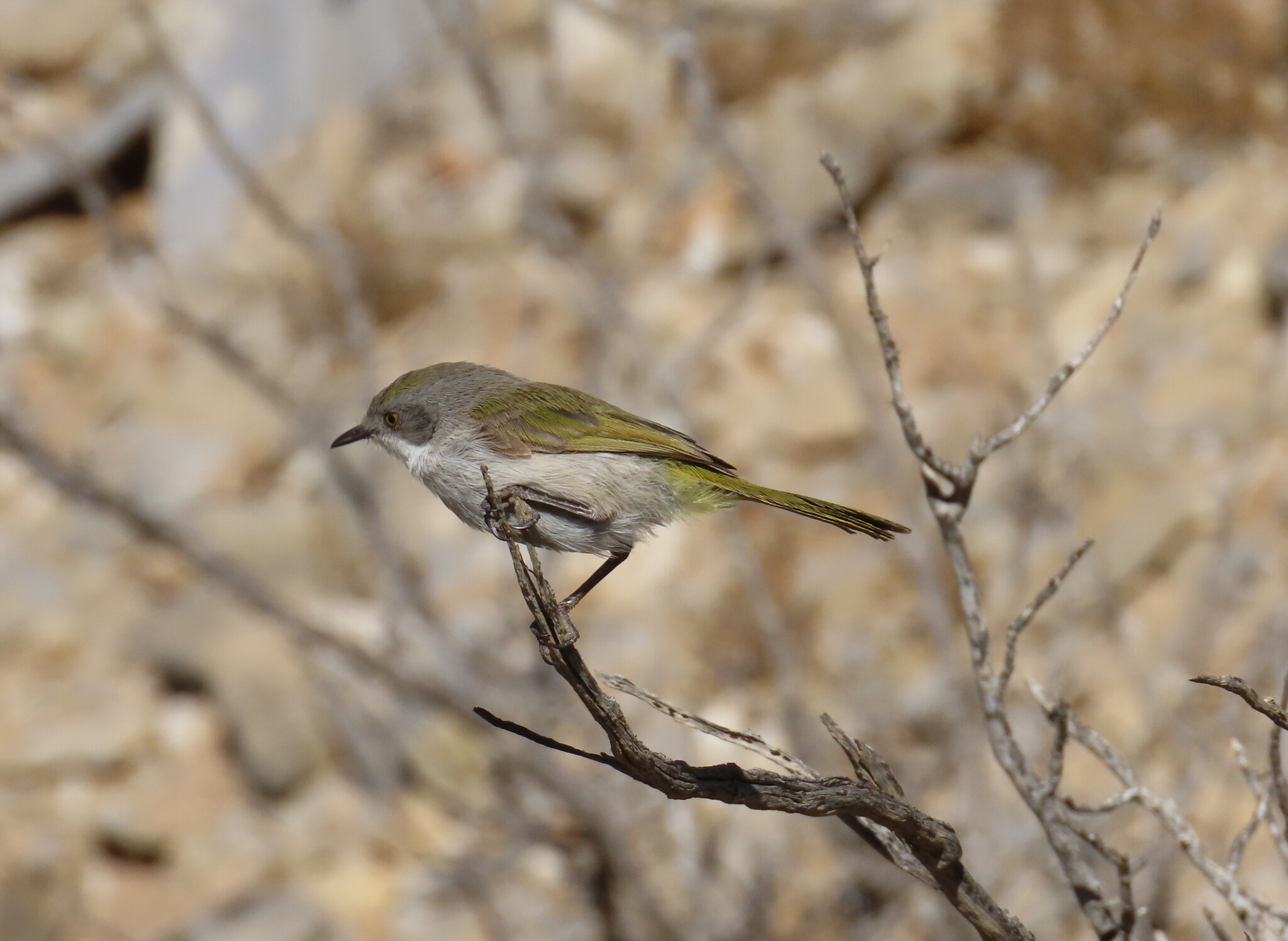 Karoo Eremomela (Eremomela gregalis), photo 2