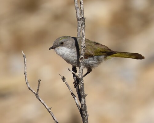 Karoo Eremomela (Eremomela gregalis)