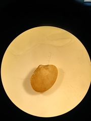 Ruditapes philippinarum