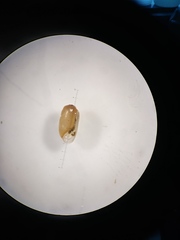 Gastropoda