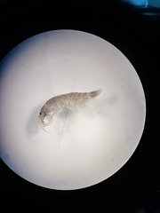 Amphipoda