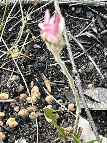 Native Gerbera (Trichocline spathulata)