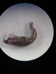 Amphipoda