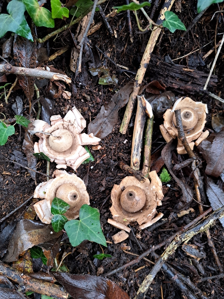 Geastrum michelianum · December 2025 · photo: © andys78 (iNaturalist, cc-by)