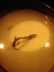 Polychaeta