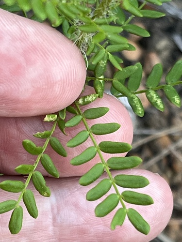 Drummond's Wattle (Acacia drummondii)
