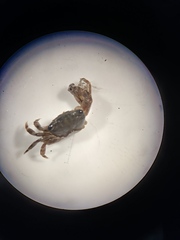 Pachygrapsus crassipes