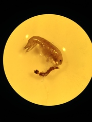 Amphipoda