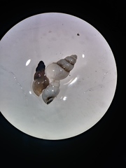 Gastropoda