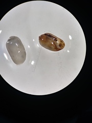 Gastropoda