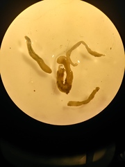 Polychaeta