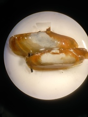 Gastropoda